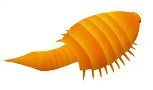 Apankura  (Euthycarcinoidea)