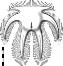Reconstruction of the head shield of Furca bohemica