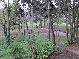 Pine trees in the park, colonised by parakeets