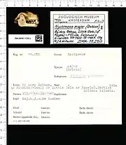 A bat skull with the mouth closed