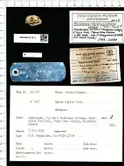 A bat skull with the mouth closed