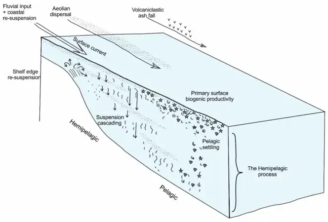 Sediment supply from terrigenous and biological sourcesas well as its dispersion and settling through the water column