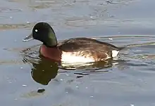 Baer's pochard (Aythya baeri)