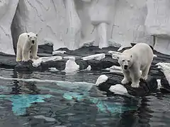 Two polar bears